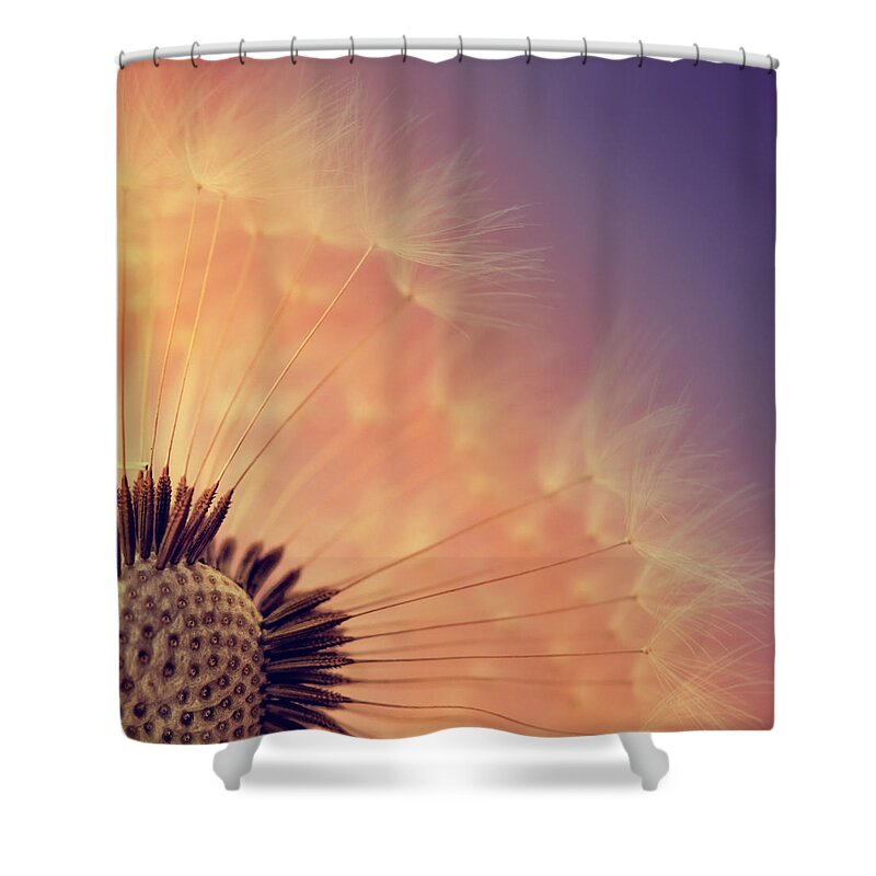 Purple Shower Curtain featuring the photograph Glow by Samantha Nicol Art Photography