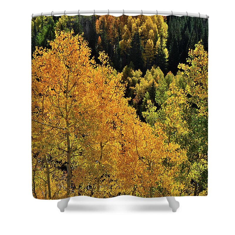 Cclorado Shower Curtain featuring the photograph Glowing Aspens along Highway 550 by Ray Mathis