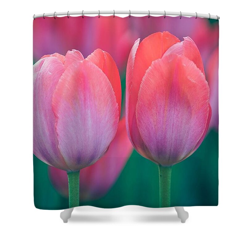 Beautiful Shower Curtain featuring the photograph Glowing Pink Tulips by Susan Rydberg