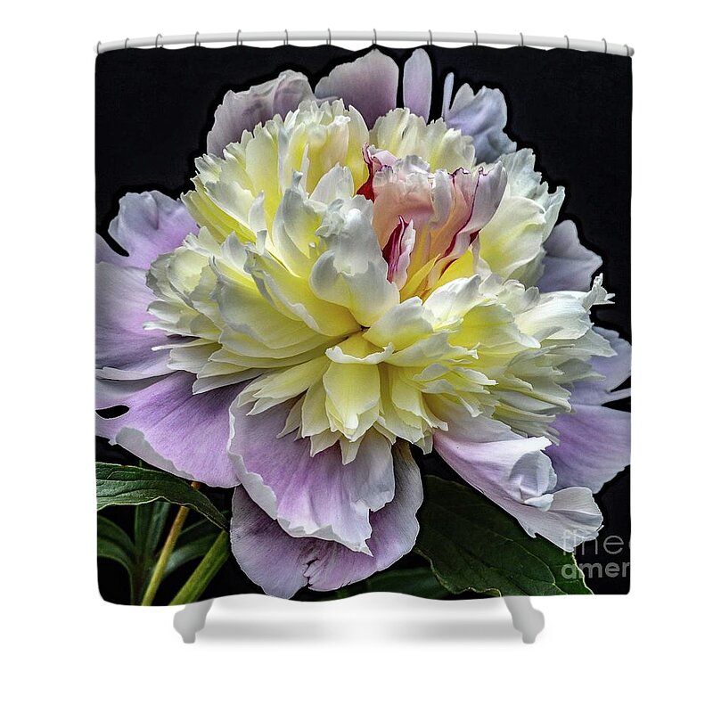 Peony Photo Shower Curtain featuring the photograph God's Perfection In A Peony by Cindy Treger