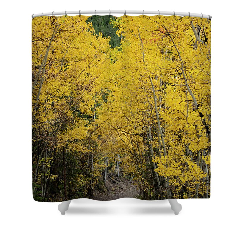 Aspen Shower Curtain featuring the photograph Golden Aspen Trail by Patrick Nowotny