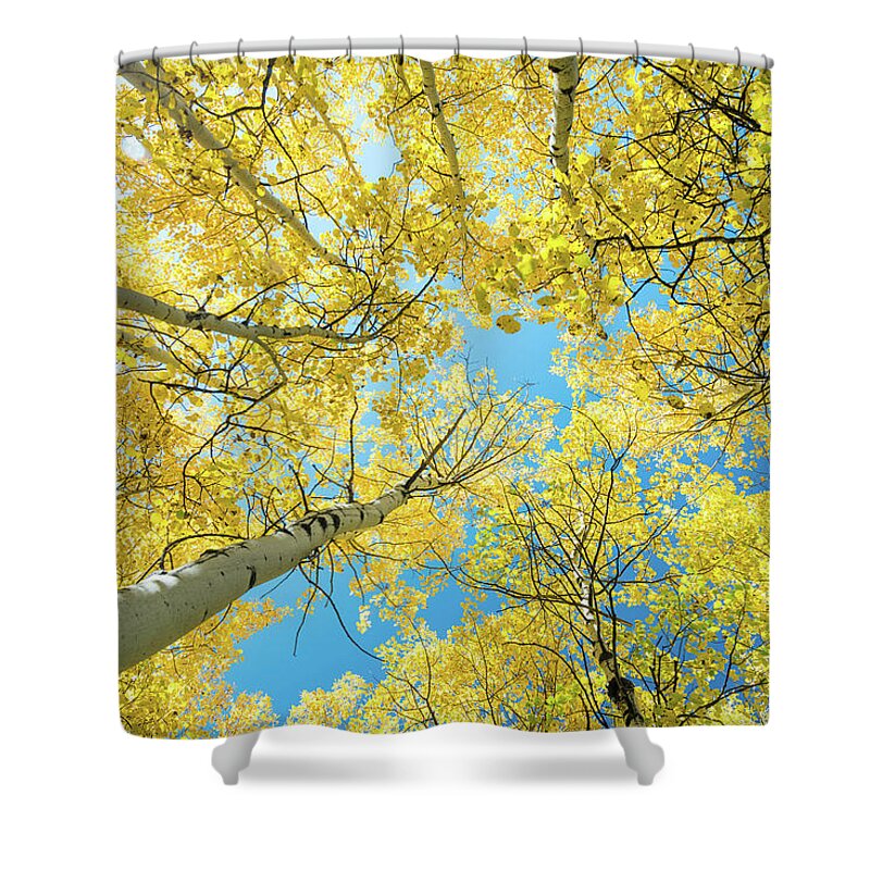 Autumn Shower Curtain featuring the photograph Golden Aspen Tree Forest Canopy by James BO Insogna