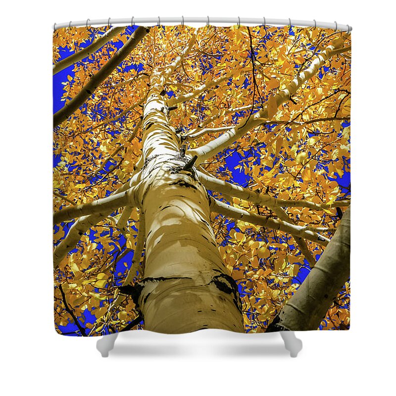Arizona Shower Curtain featuring the photograph Golden Aspens in Grand Canyon by Dawn Richards