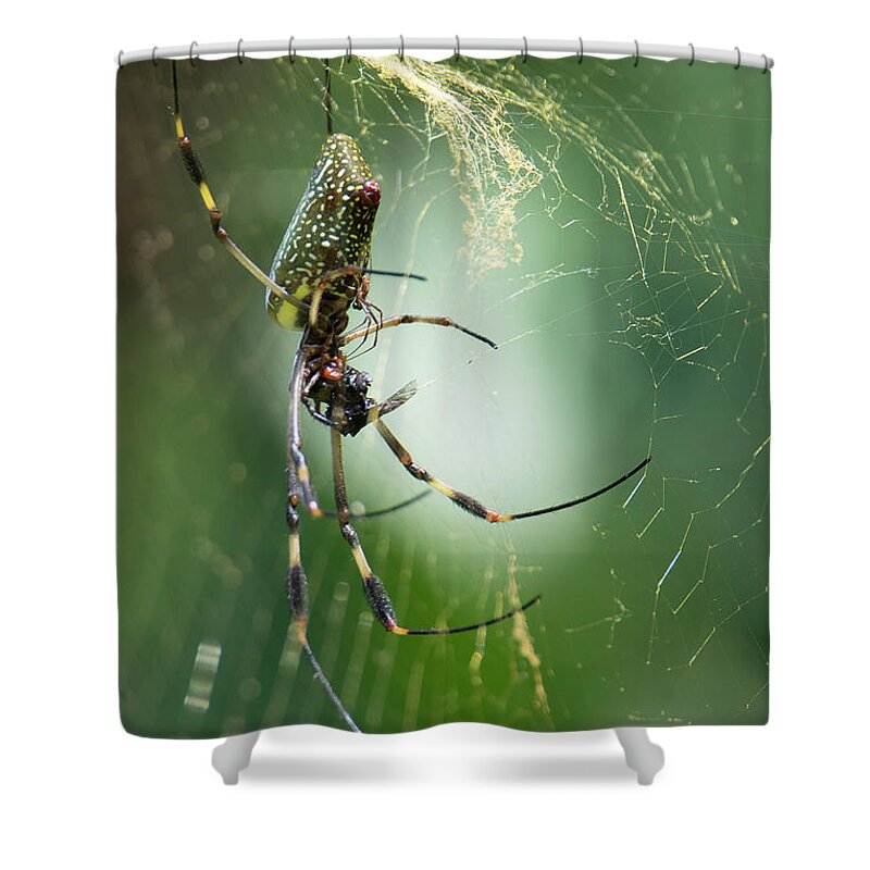Spider Shower Curtain featuring the photograph Golden Orbs by Patrick Nowotny