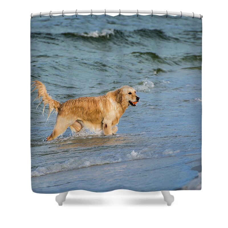 Pets Shower Curtain featuring the photograph Golden Retriever Beach by Ray Sandusky / Brentwood, Tn
