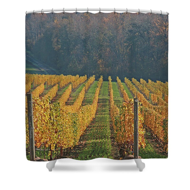 Vineyard Shower Curtain featuring the photograph Golden Vineyard by Leslie Struxness