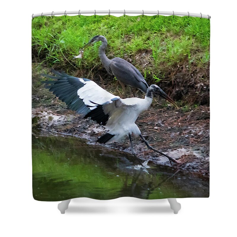Wood Stork Shower Curtain featuring the photograph Good Catch Now Let Me Try by Mary Ann Artz