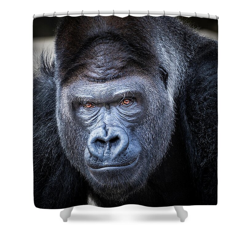 Gorillas Shower Curtain featuring the photograph Gorrilla by Robert Bellomy