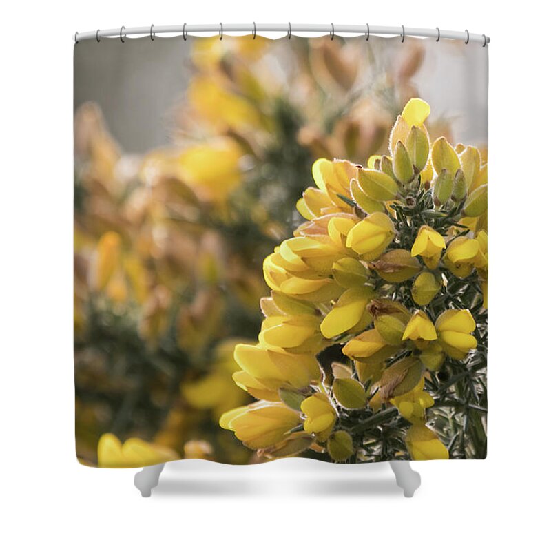 Wildlifephotograpy Shower Curtain featuring the photograph Gorse by Wendy Cooper