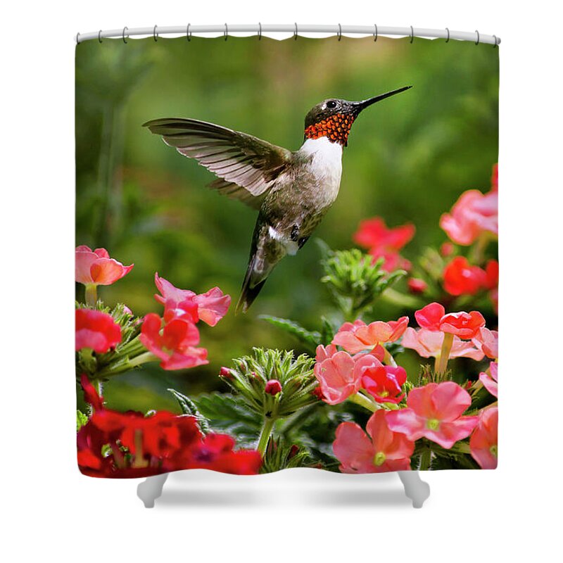 Hummingbird Shower Curtain featuring the photograph Graceful Garden Jewel by Christina Rollo