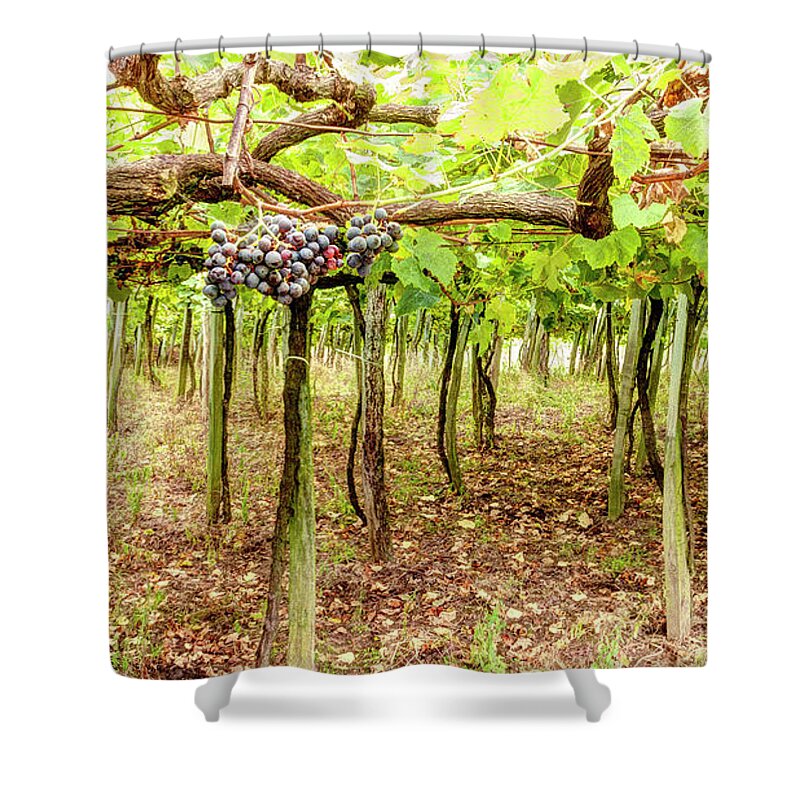 Grape Shower Curtain featuring the photograph Grapes on a Vineyard by Weston Westmoreland