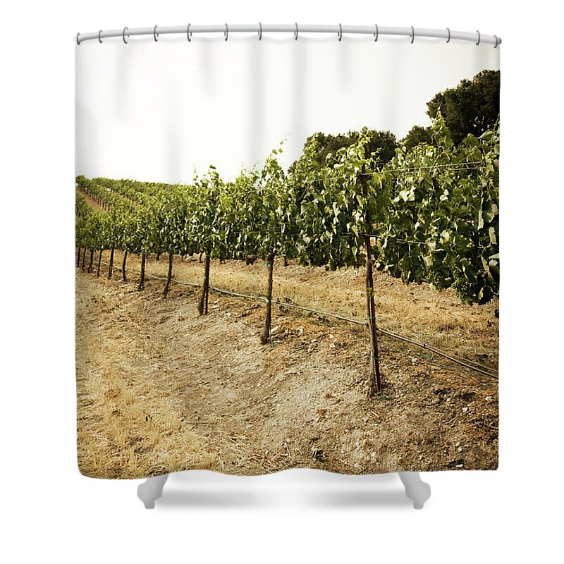 Pinot Noir Grape Shower Curtain featuring the photograph Grapes On The Vine. Paso Robles by Licreate