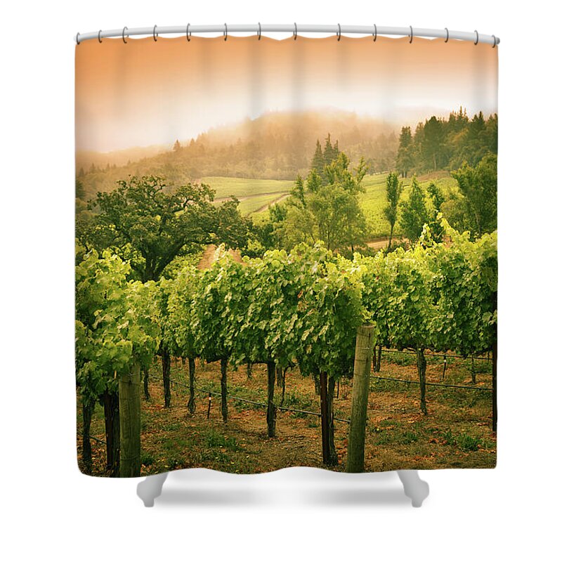 Scenics Shower Curtain featuring the photograph Grapevines Vineyard Sunset Landscape In by Yinyang