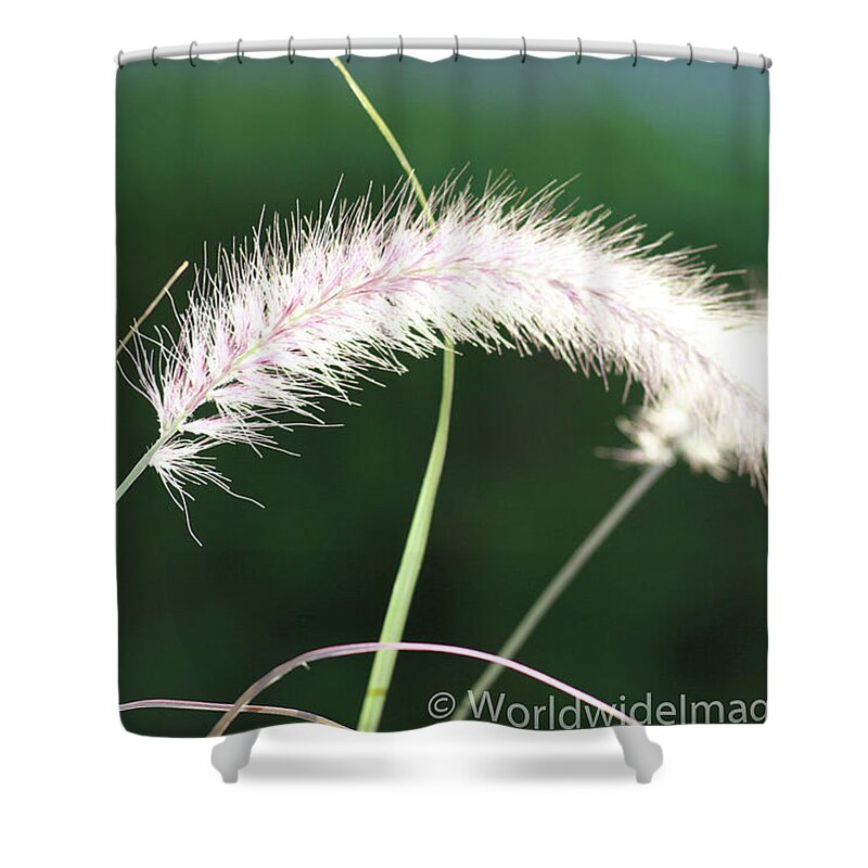 Gardens Shower Curtain featuring the photograph Grass in Sunlight by Leslie Struxness