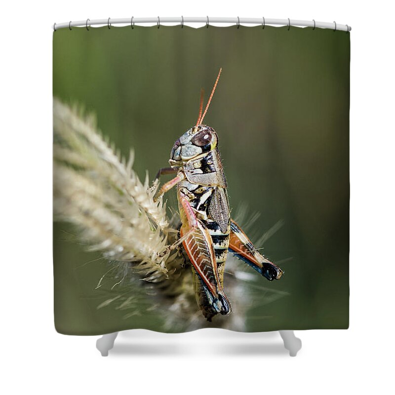 Grasshopper Shower Curtain featuring the photograph Grasshopper Atop Fingergrass by Al Andersen