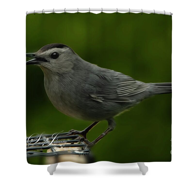 Cawing Shower Curtain featuring the photograph Gray Cat Bird Cawing by Sandra J's