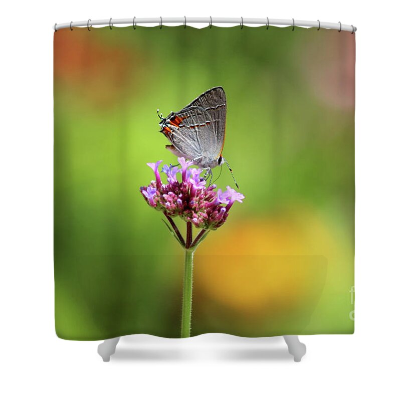Gray Hairstreak Butterfly Shower Curtain featuring the photograph Gray Hairstreak Butterfly in Summer by Karen Adams