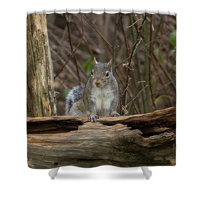 Arkansas Shower Curtain featuring the photograph Gray Squirrel - 0035 by Jerry Owens