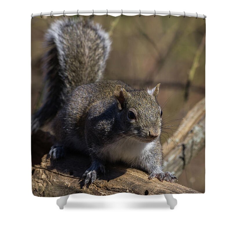 Arkansas Shower Curtain featuring the photograph Gray Squirrel - 9363 by Jerry Owens
