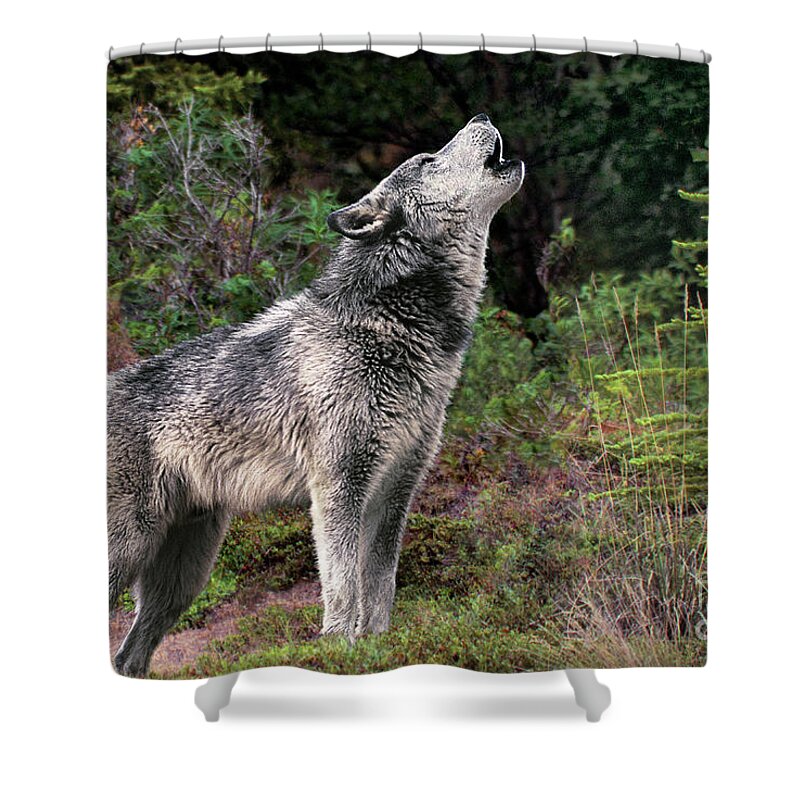 Gray Wolf Shower Curtain featuring the photograph Gray Wolf Howling Endangered Species Wildlife Rescue by Dave Welling