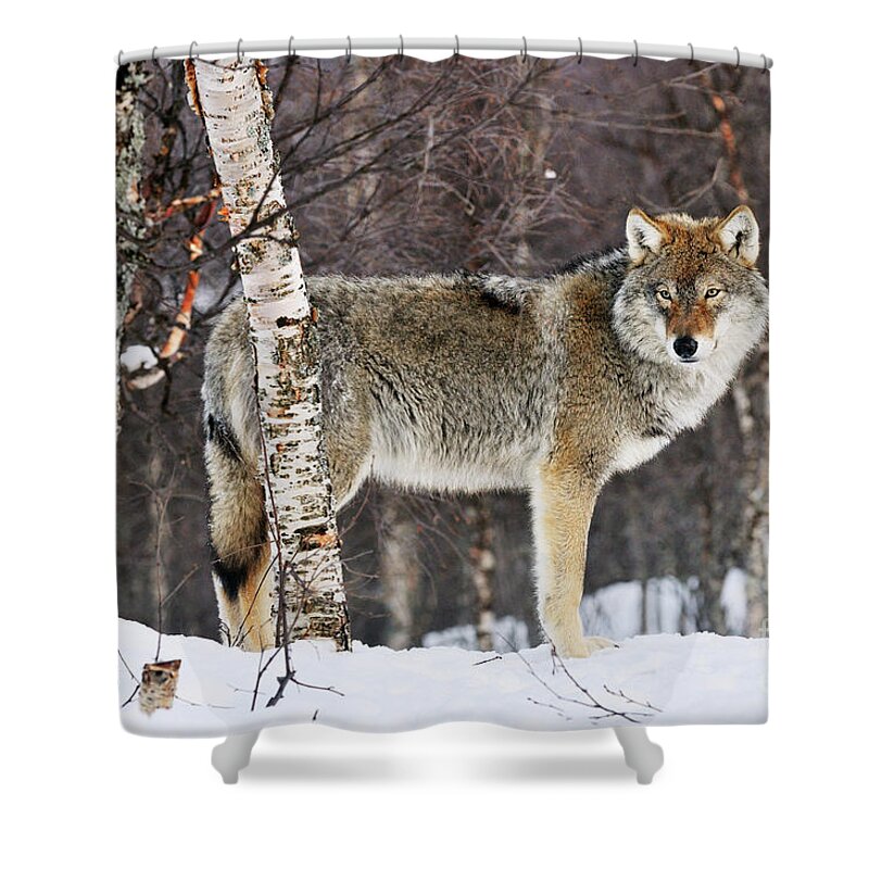 Mp Shower Curtain featuring the photograph Gray Wolf Norway by Jasper Doest