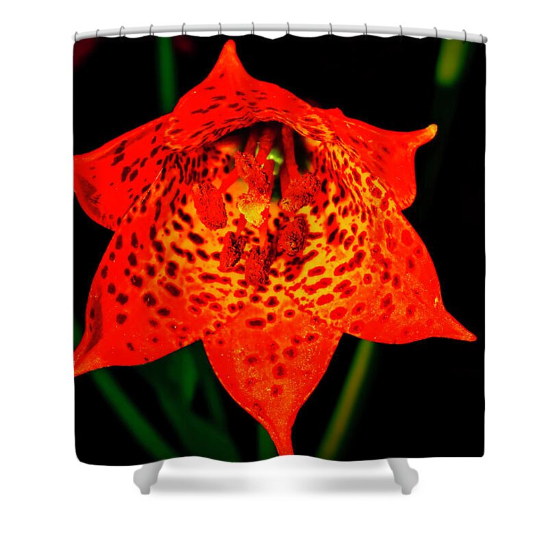 Macro Photography Shower Curtain featuring the photograph Grays Lily Closeup by Meta Gatschenberger