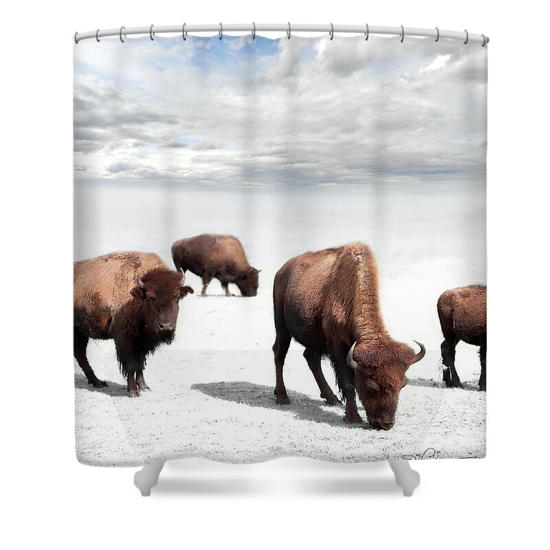 Evie Shower Curtain featuring the photograph Grazing Buffalo by Evie Carrier