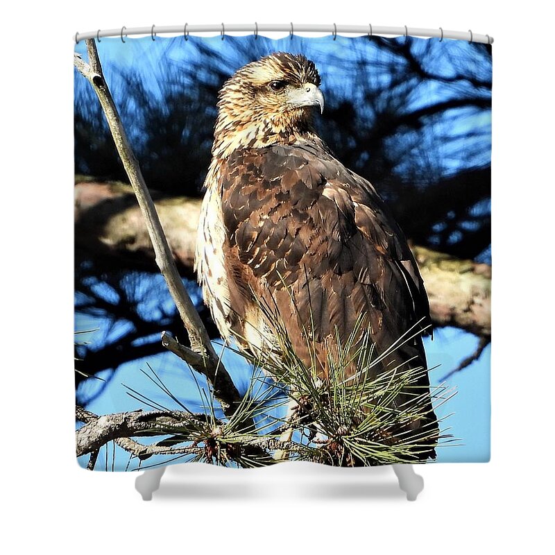 Rare Bird Shower Curtain featuring the photograph Great Black Hawk by Elaine Franklin