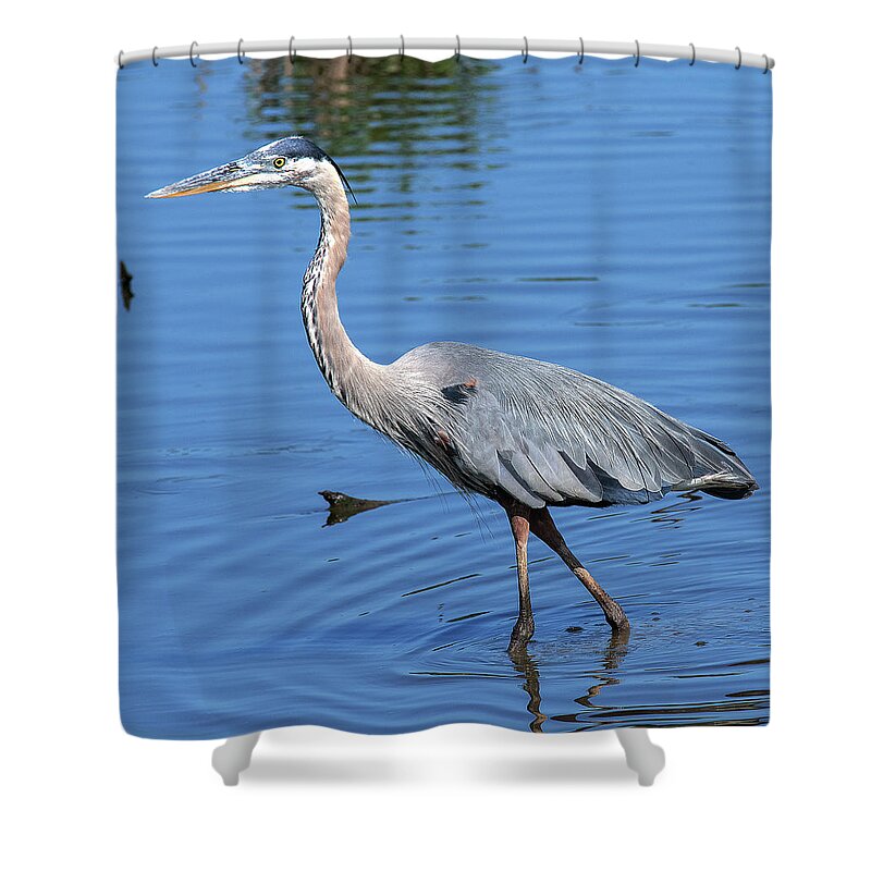 Nature Shower Curtain featuring the photograph Great Blue Heron DMSB0167 by Gerry Gantt