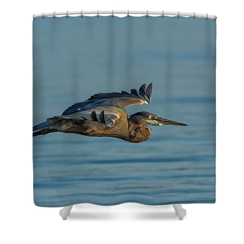 Great Blue Heron Shower Curtain featuring the photograph Great Blue Heron Flying 2 by Rick Mosher