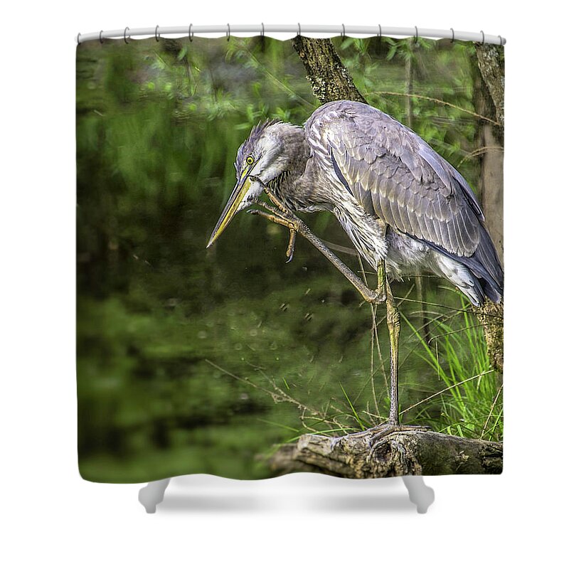 Birds Shower Curtain featuring the photograph Great Blue Heron Itch by Donald Brown