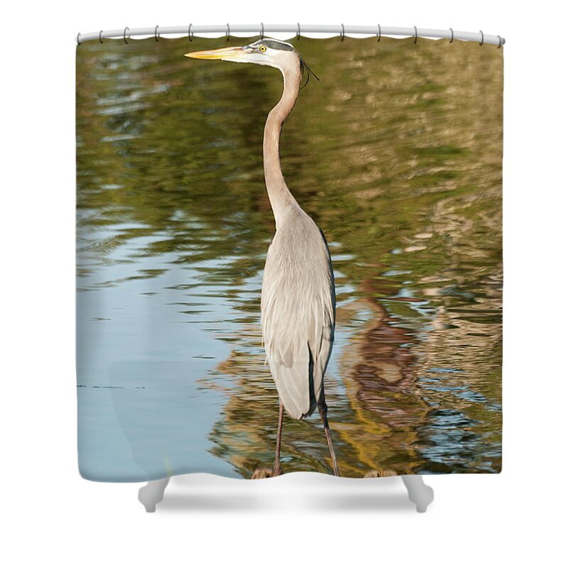 Animal Themes Shower Curtain featuring the photograph Great Blue Heron by John Elk Iii