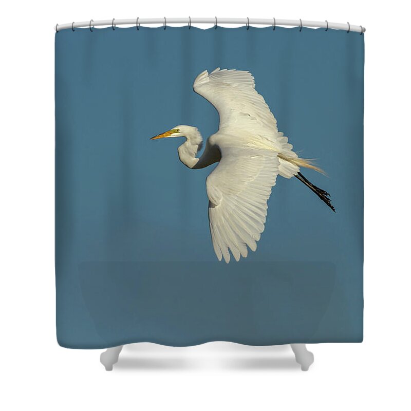 Great Egret Shower Curtain featuring the photograph Great Egret 2014-9 by Thomas Young