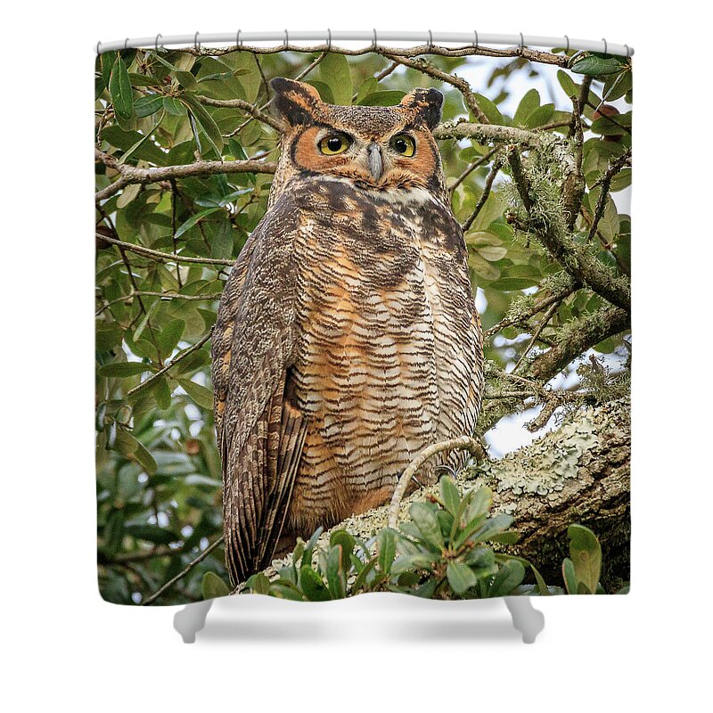 Greathornedowl Shower Curtain featuring the photograph Great Horned Owl by JASawyer Imaging