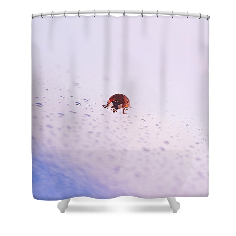 Ladybug Shower Curtain featuring the photograph Great Return Of Ladybug by Jaroslav Buna