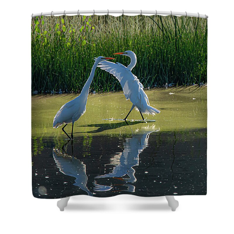 Great White Egret Shower Curtain featuring the photograph Great White Egret 10 by Rick Mosher