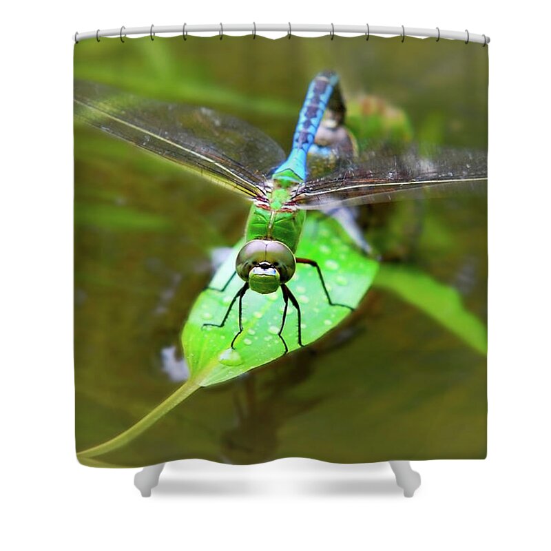 Dragonfly Shower Curtain featuring the photograph Green Darner Dragonfly by Christina Rollo