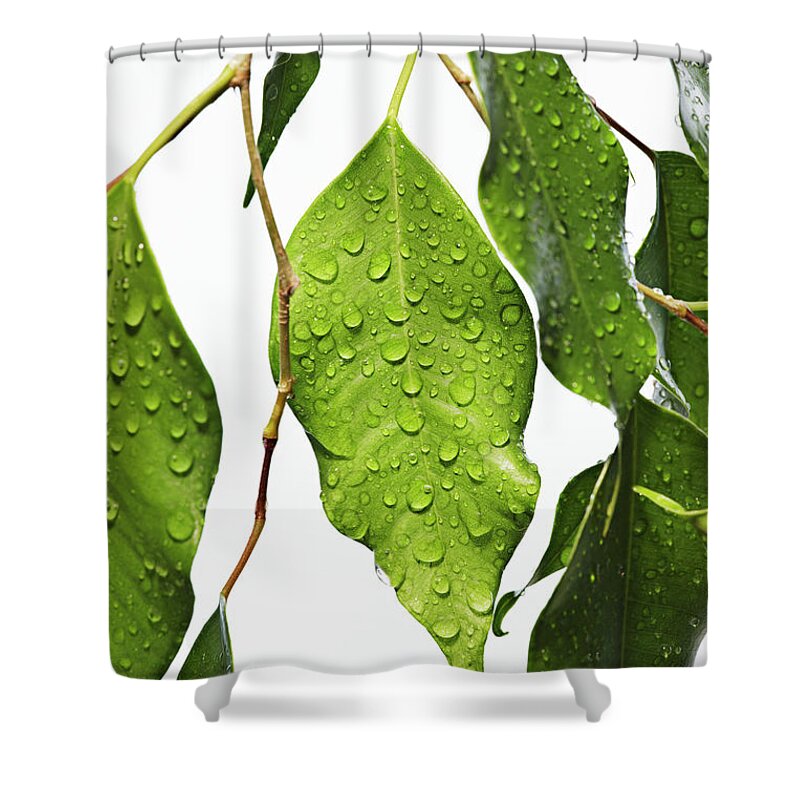 White Background Shower Curtain featuring the photograph Green Fig Leaf by David Muir