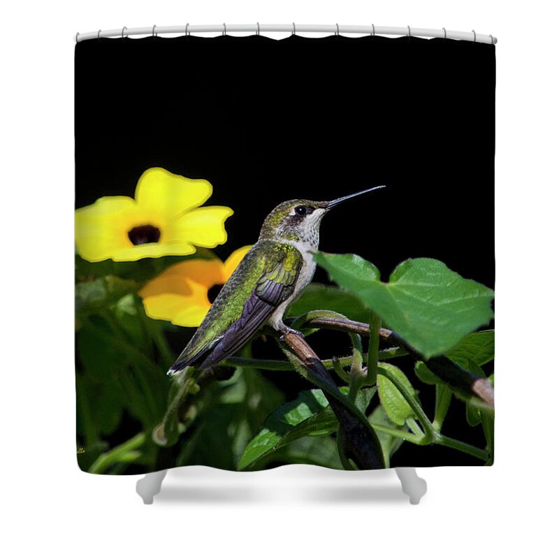 Hummingbird Shower Curtain featuring the photograph Green Garden Jewel by Christina Rollo