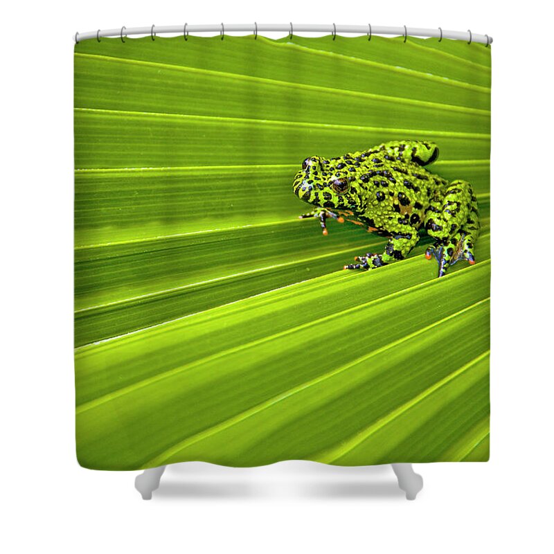 Animal Themes Shower Curtain featuring the photograph Green Lines Of Nature by Jeff R Clow