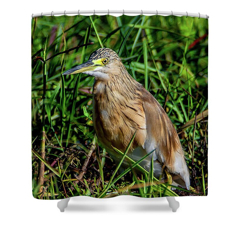  Shower Curtain featuring the photograph Green Sandpiper by Marcy Wielfaert
