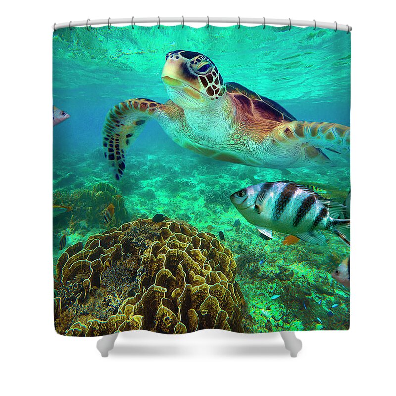 00586422 Shower Curtain featuring the photograph Green Sea Turtle And Sergeant Major Damselfish Group, Negros Oriental, Philippines by Tim Fitzharris