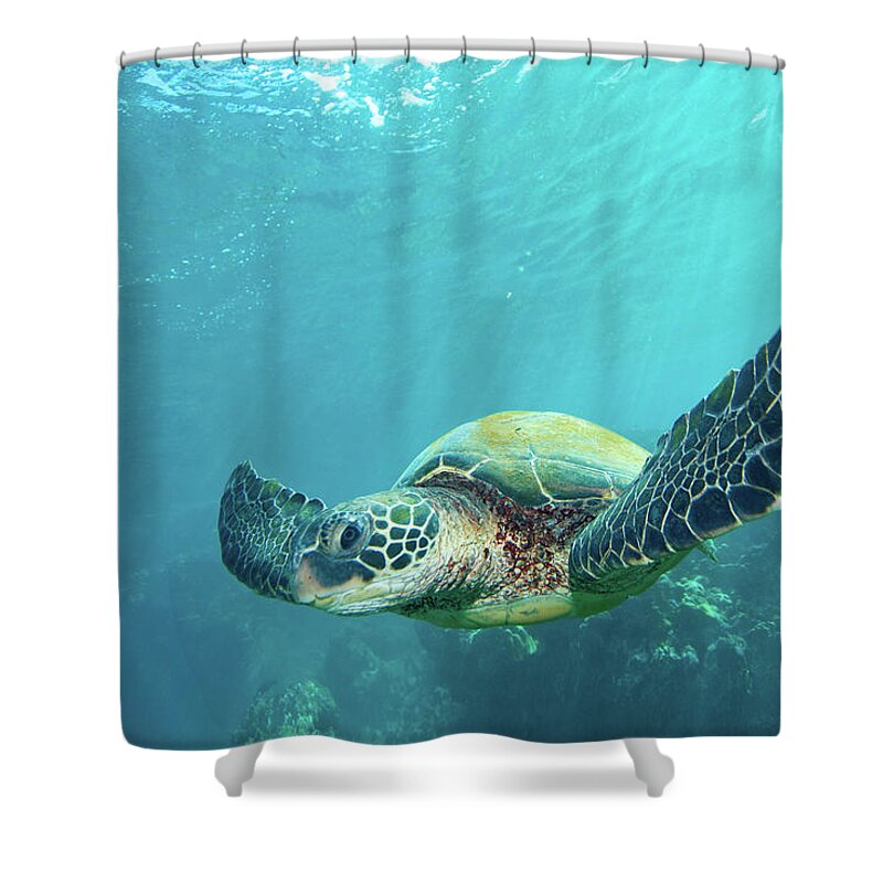 Underwater Shower Curtain featuring the photograph Green Sea Turtle by M Sweet