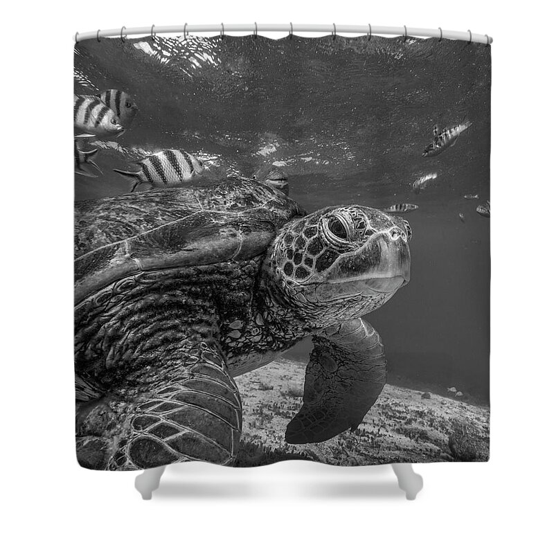 Disk1215 Shower Curtain featuring the photograph Green Sea Turtle Philippines by Tim Fitzharris