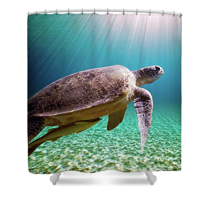 Green Sea Turtle Shower Curtain by Stephen Ennis Photography 