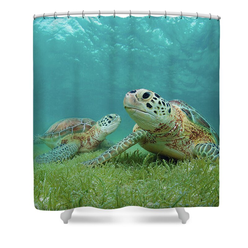 Underwater Shower Curtain featuring the photograph Green Sea Turtles by M Swiet Productions