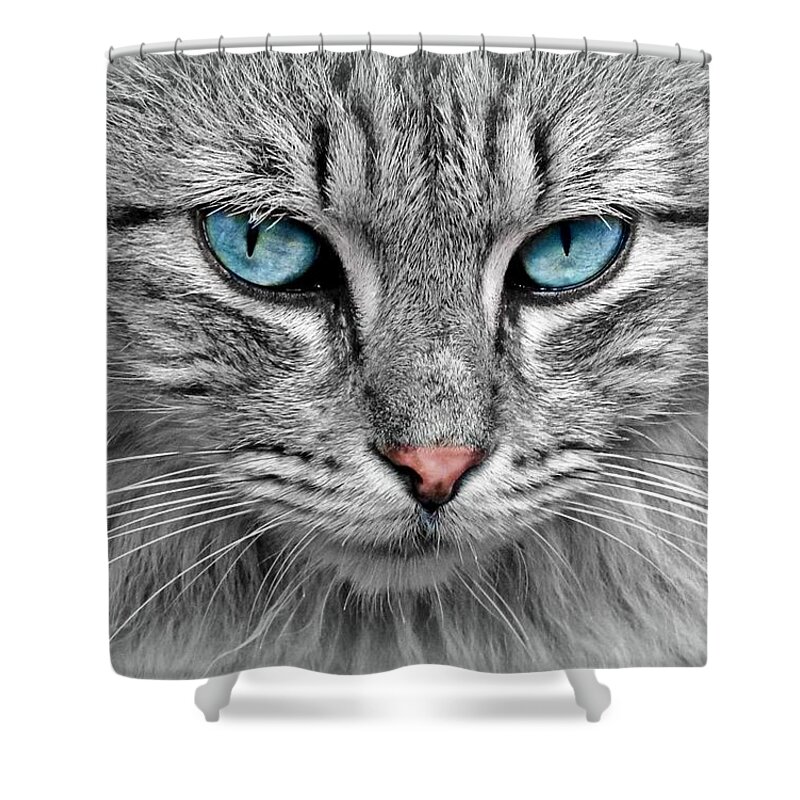 Cat Shower Curtain featuring the photograph Grey cat with blue eyes by Top Wallpapers
