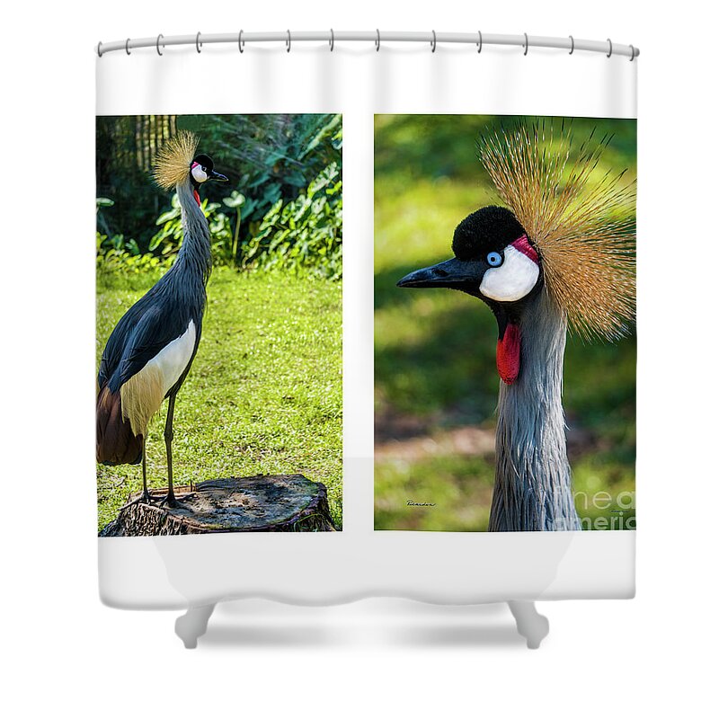 Gulf Shower Curtain featuring the photograph Grey Crowned Crane Gulf Shores Al Collage 10 Diptych by Ricardos Creations