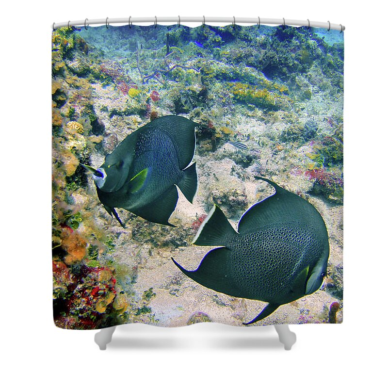 Grey Angelfish Shower Curtain featuring the photograph Grey Play by Climate Change VI - Sales