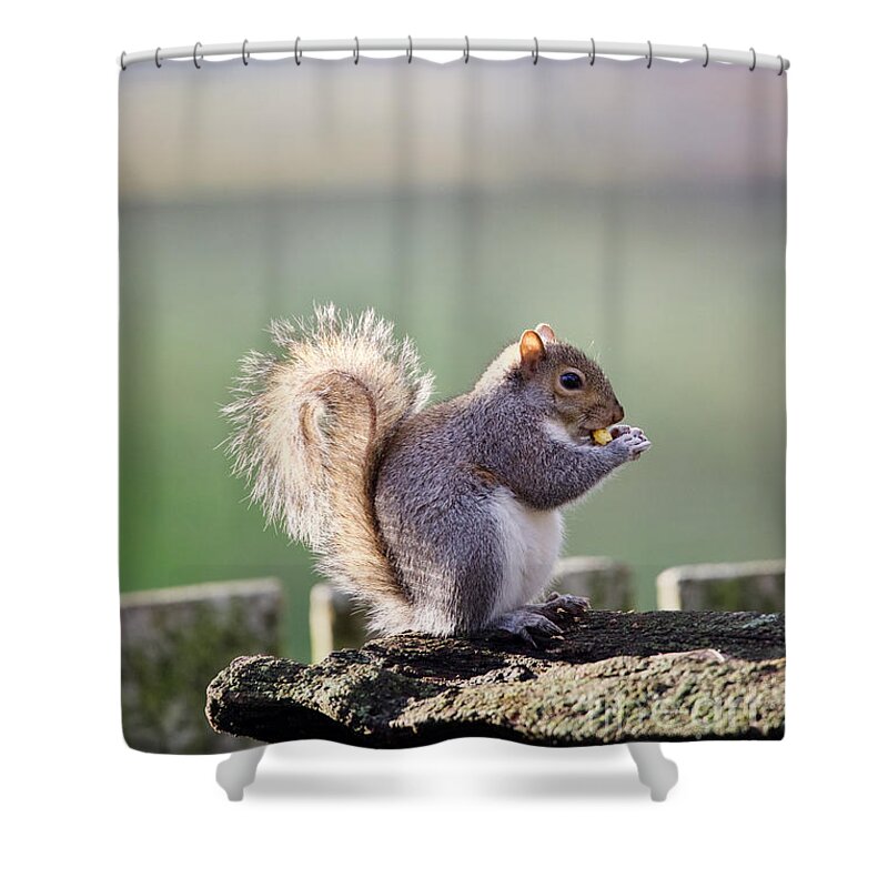 Squirrel Shower Curtain featuring the photograph Grey Squirrel in Late Autumn by Rachel Morrison